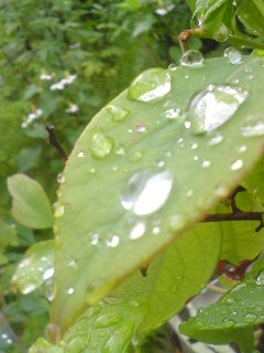 c0095492_20135315.jpg
