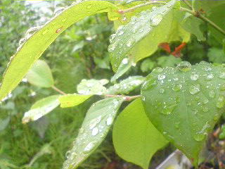 c0095492_20135342.jpg