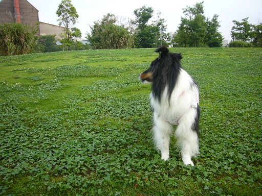e0130008_211626100.jpg