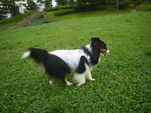 e0130008_2116565.jpg
