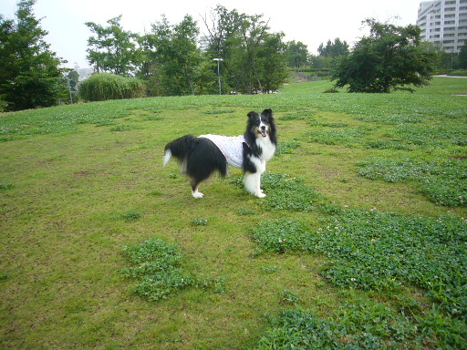e0130008_21182193.jpg