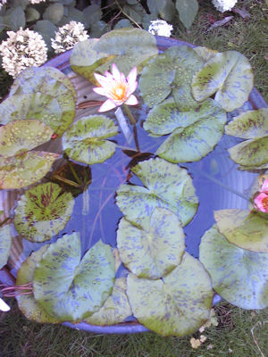 f0151515_0131294.jpg