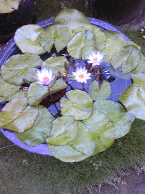 f0151515_013371.jpg