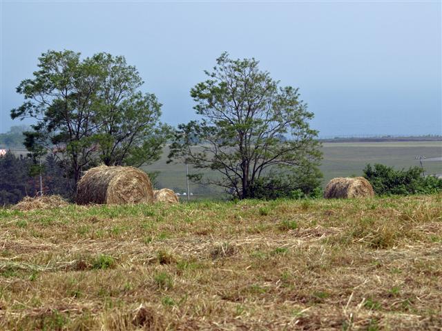 b0171523_14554940.jpg