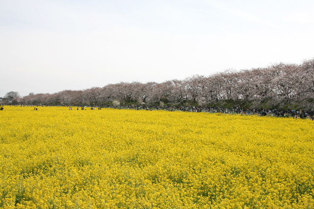 e0064133_23471432.jpg