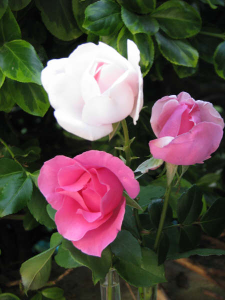 c0081257_3442875.jpg