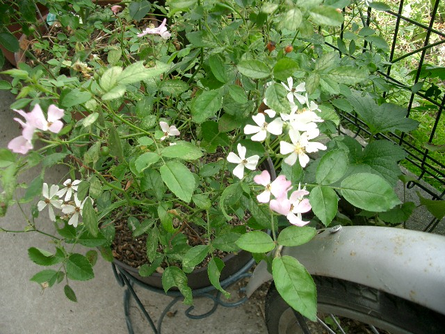 c0186463_18133445.jpg