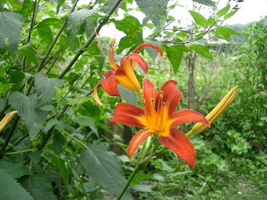 c0186463_1895919.jpg
