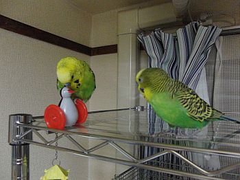 f0196665_0323747.jpg