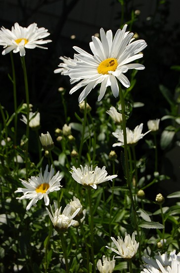 e0128367_017189.jpg