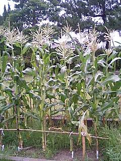 f0066076_237858.jpg