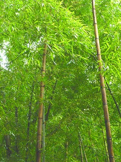 b0179086_20133872.jpg