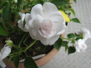e0033301_21364492.jpg