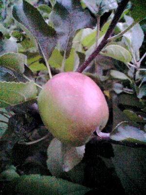 f0135908_7362048.jpg