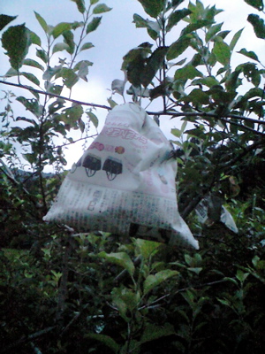 f0135908_7363717.jpg