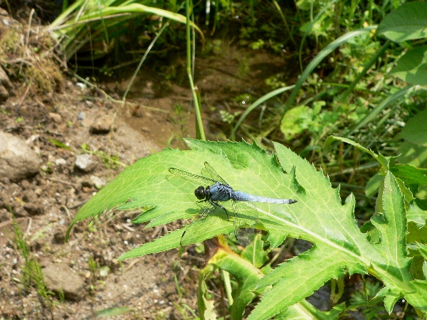 e0002314_15462669.jpg