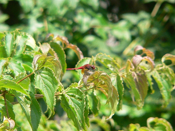 e0002314_15555284.jpg