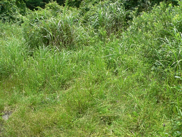 e0002314_1559827.jpg