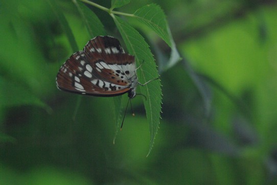 c0152317_20493685.jpg