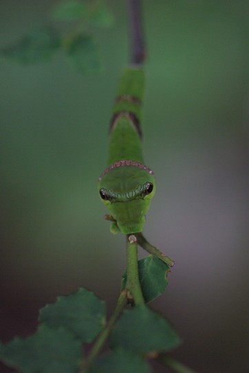 c0152317_20511059.jpg
