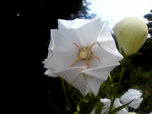 c0147123_23132912.jpg