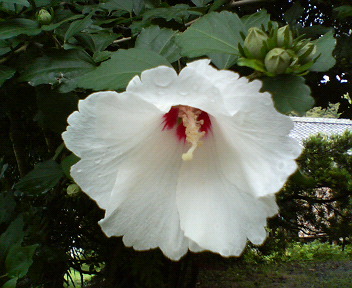 f0036223_837173.jpg