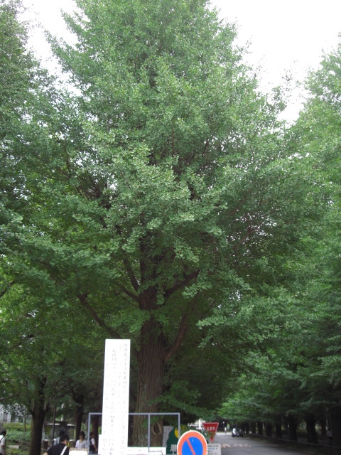 e0081334_15273442.jpg