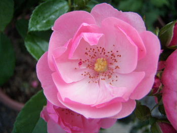 a0054240_228027.jpg
