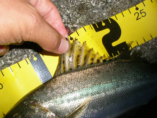 f0150151_2136667.jpg
