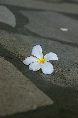 a0117858_22244989.jpg