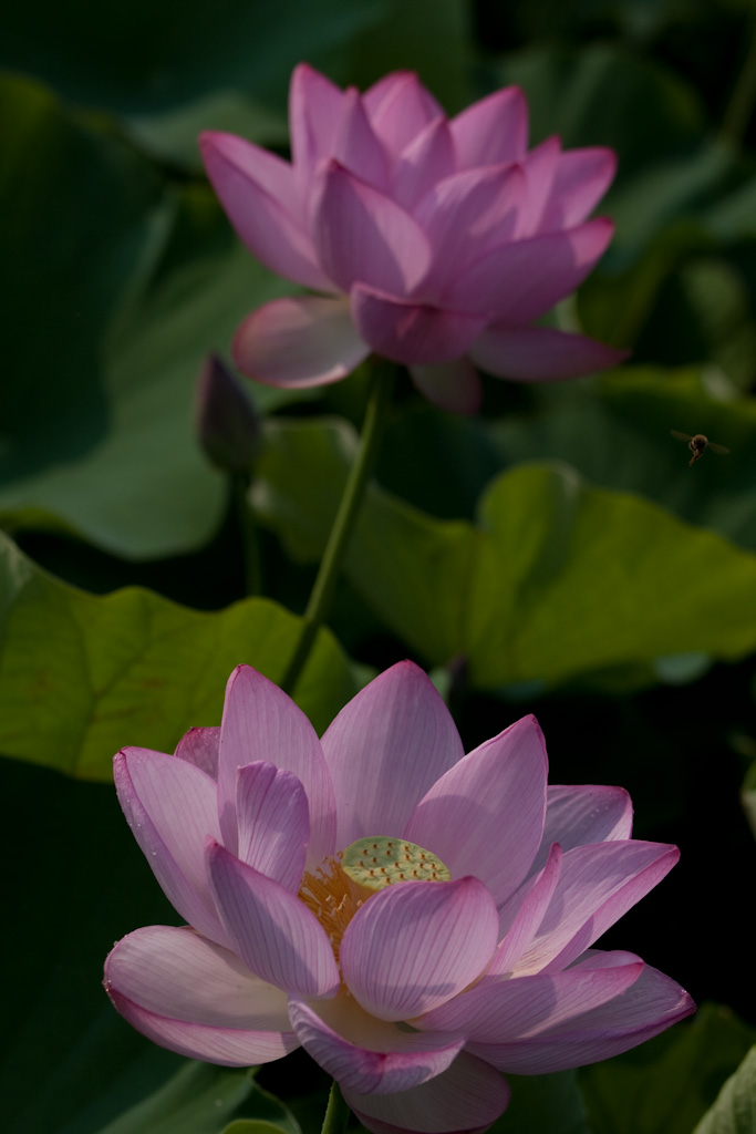 b0032262_924435.jpg