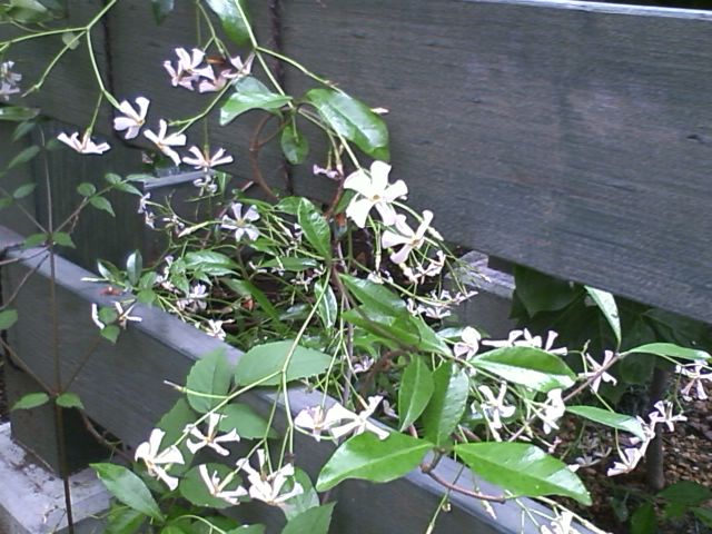 e0151566_21323716.jpg