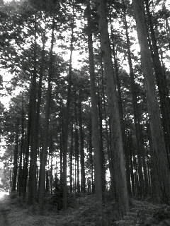 f0100480_2026036.jpg