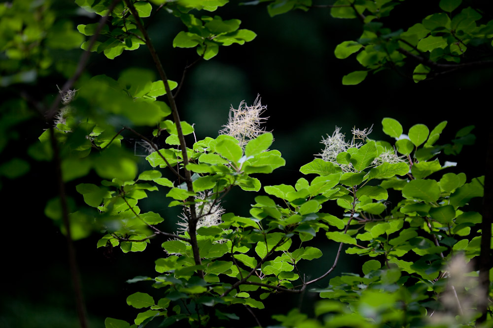 a0083081_1752817.jpg