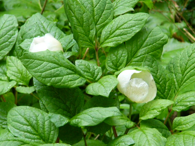 e0145782_21421729.jpg
