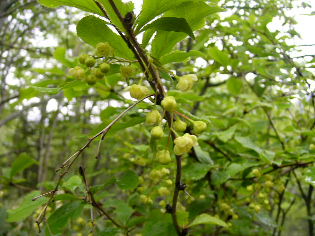 e0145782_21424894.jpg