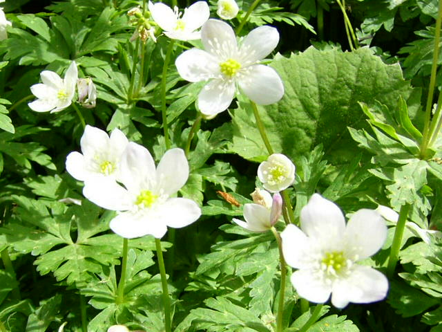 e0145782_2144244.jpg