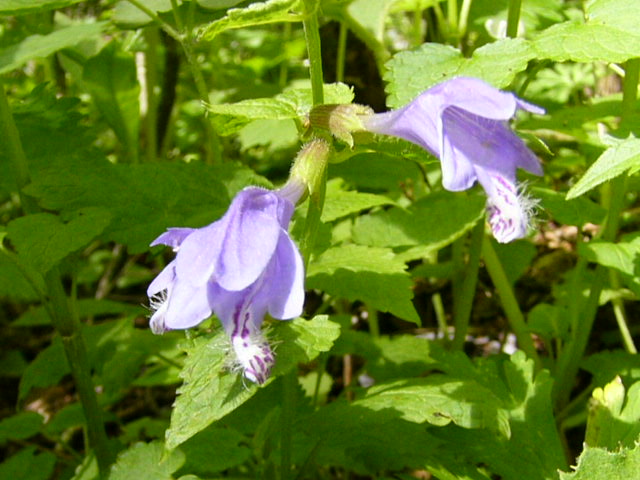 e0145782_21451339.jpg
