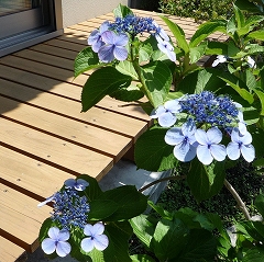 c0160488_200235.jpg