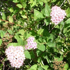 c0160488_2004376.jpg