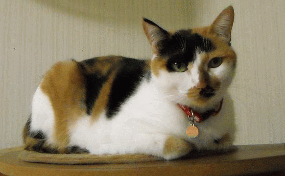 f0059491_0362597.gif