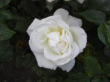 f0127098_752068.jpg