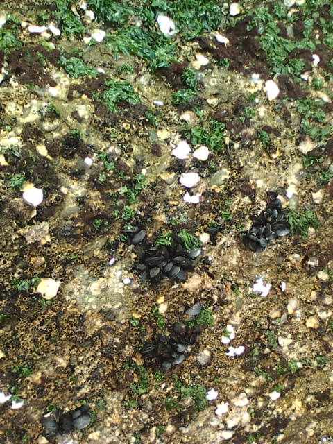 e0094315_1493235.jpg