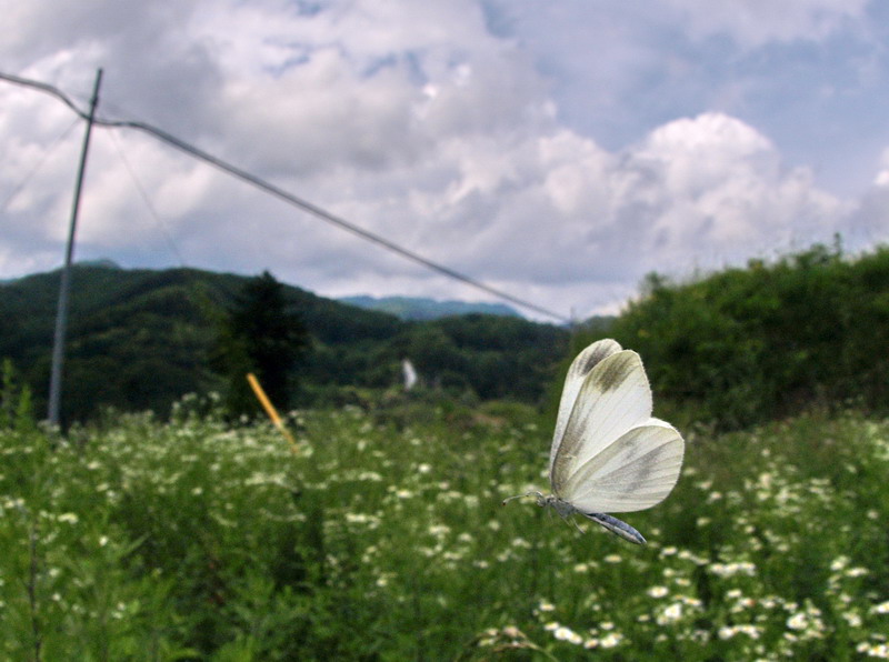 d0090322_21275914.jpg