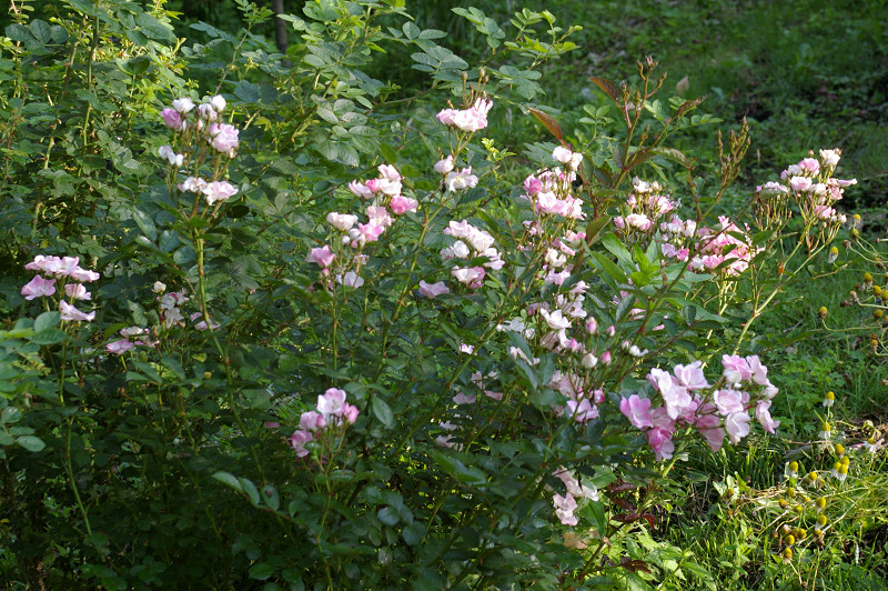 e0136424_12352151.jpg