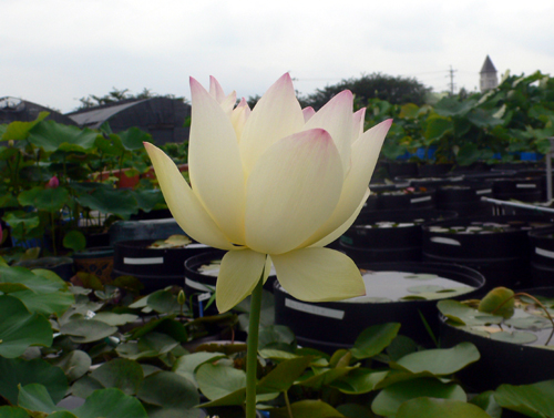 f0060424_21285146.jpg