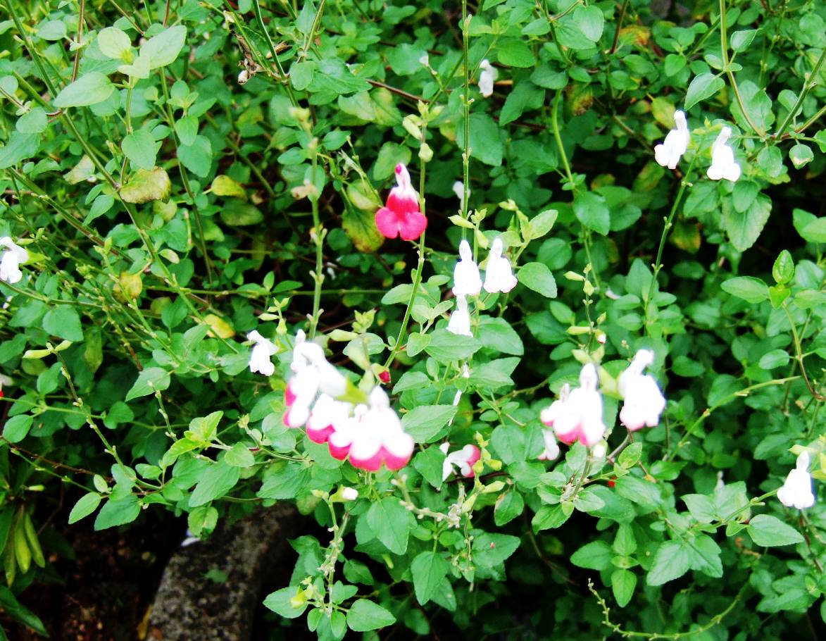 c0020725_145349.jpg