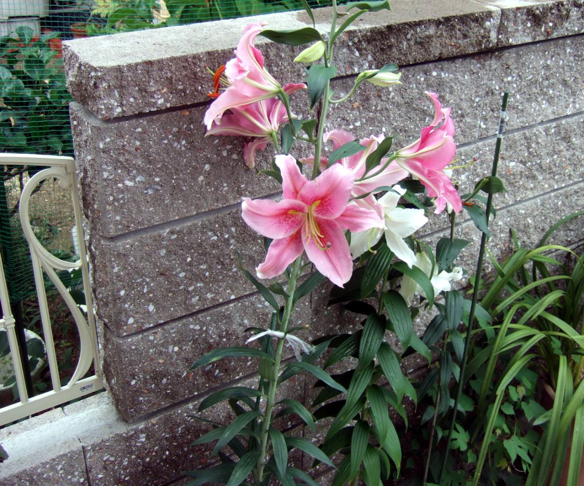 c0020725_1473886.jpg
