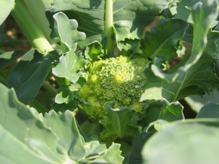e0043430_2263966.jpg