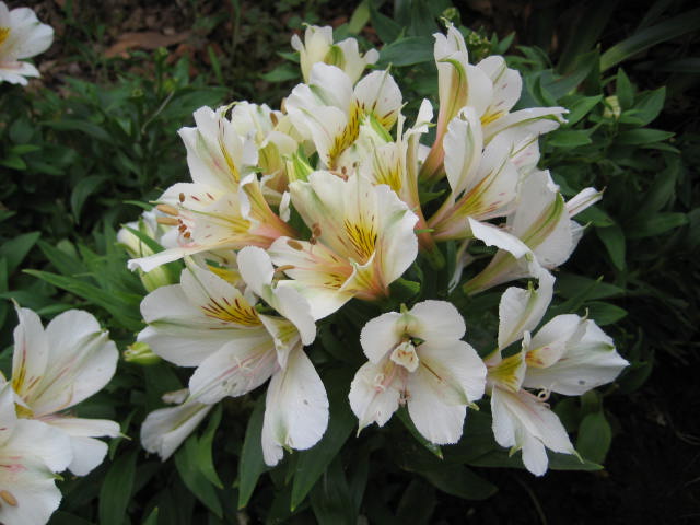 e0166032_20544651.jpg